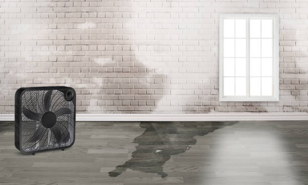 Best Carpet water damage restoration  in Pittsburg, KS